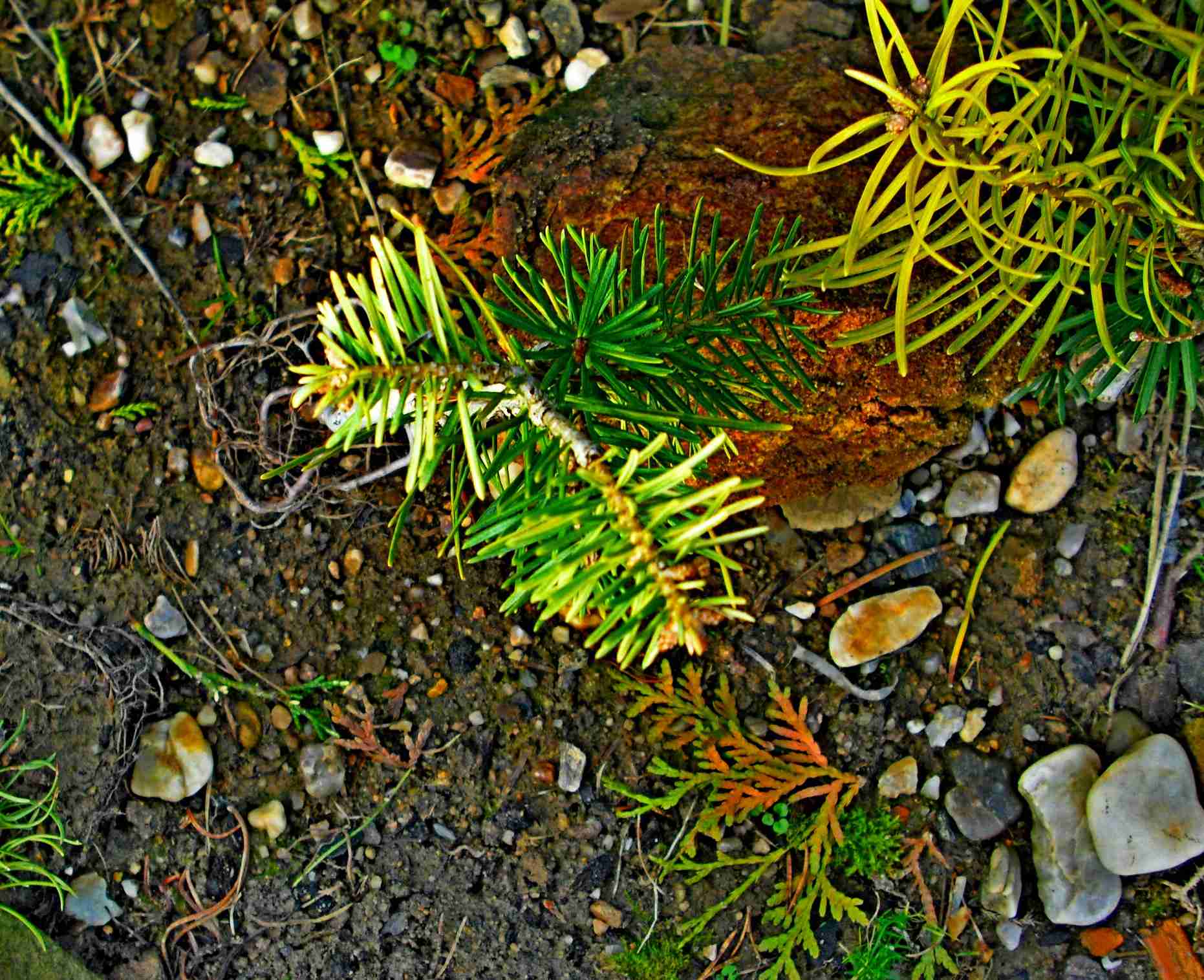 Abies concolor Vancgold (1).jpg